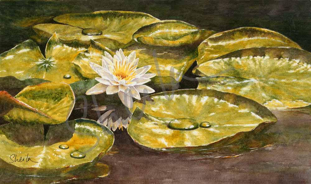 Water lily